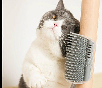 Brush Scratcher - My Pets Today