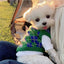 Green Plaid Teddy - My Pets Today