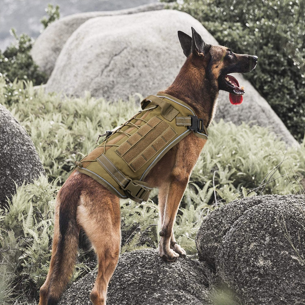 Best Military Tactical Dog - My Pets Today