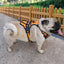 Adjustable Dog Harness very comfy - My Pets Today