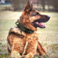 Durable Military Tactical Collar - My Pets Today