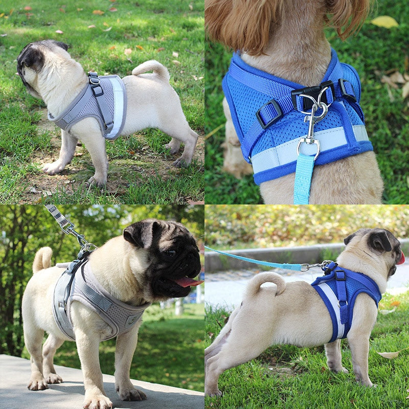 Safety Pet Harness and Leash Set - My Pets Today